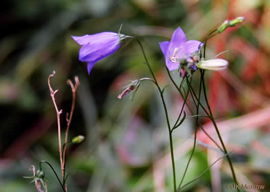 image of Campanula rotundifolia, Harebell, Bluebell, Bluebell-of-Scotland, Scotch Harebell