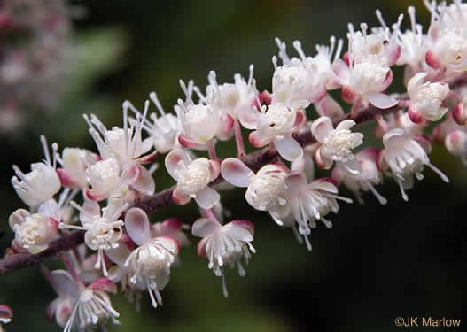 image of Actaea racemosa, Common Black Cohosh, Early Black Cohosh, Black Snakeroot, black bugbane