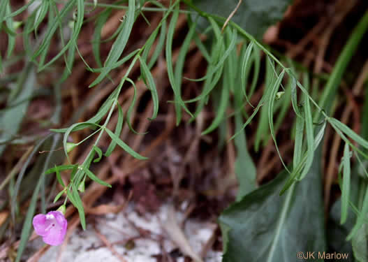 image of Agalinis tenuifolia, Common Gerardia, Slenderleaf Agalinis, Slender False Foxglove, Slender Gerardia