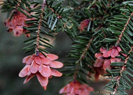 Tsuga caroliniana, Carolina Hemlock, Crag Hemlock