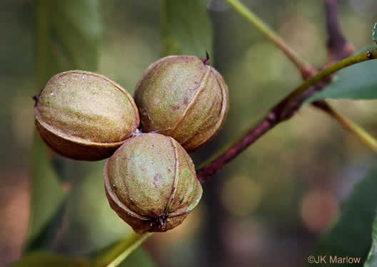 image of Carya ovalis, Red Hickory, Sweet Pignut Hickory