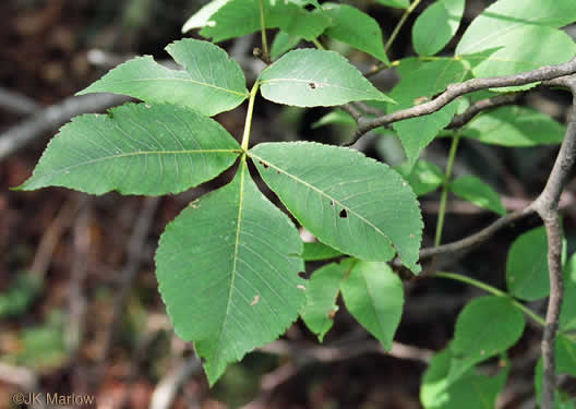 image of Carya glabra, Pignut Hickory