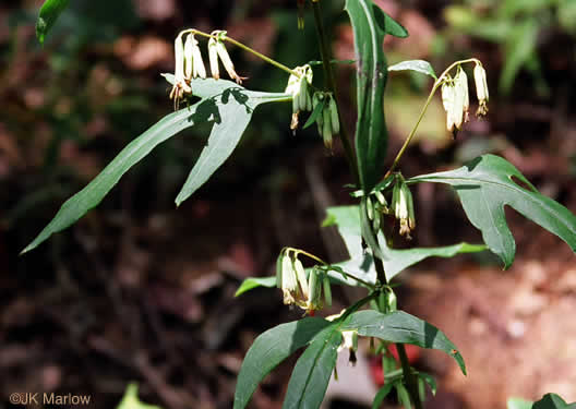 image of Nabalus trifoliolatus, Gall-of-the-earth, Three-leaved Rattlesnake-root