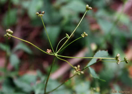 image of Zizia trifoliata, Mountain Golden-Alexanders