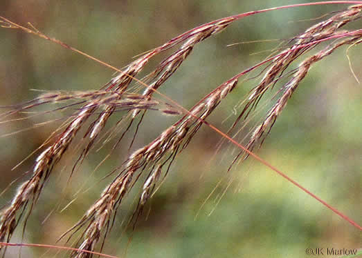 image of Sorghastrum elliottii, Elliot's Indiangrass, Slender Indiangrass, Nodding Indiangrass