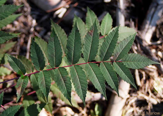 image of Rhus glabra, Smooth Sumac, Common Sumac