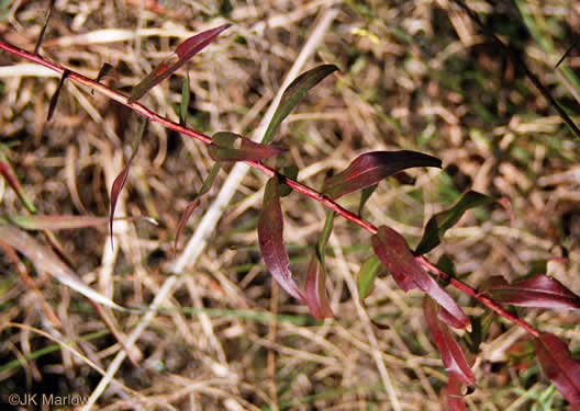 image of Solidago odora, Licorice Goldenrod, Sweet Goldenrod, Anise Goldenrod, Anise-scented Goldenrod