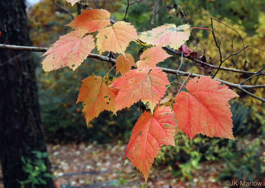 image of Acer spicatum, Mountain Maple