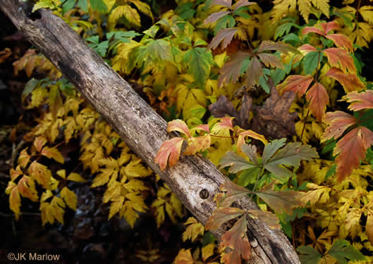 image of Xanthorhiza simplicissima, Yellowroot