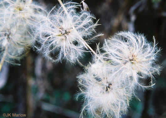 image of Clematis virginiana, Virgin's Bower