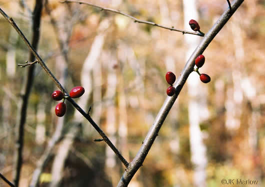 Lindera benzoin, Northern Spicebush, Wild Allspice