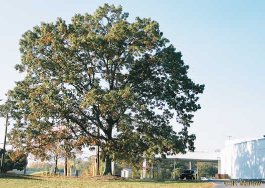 image of Quercus falcata, Southern Red Oak, Spanish Oak