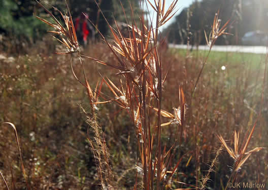 image of Andropogon gyrans, Elliott's Bluestem