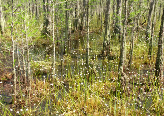 image of Eriocaulon compressum, Flattened Pipewort, Soft-headed Pipewort, Hat Pin