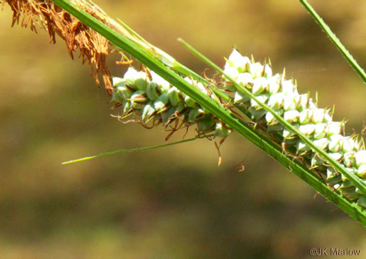 image of Carex verrucosa, Warty Sedge