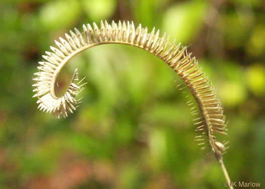 spikelet