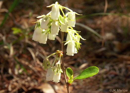 image of Lyonia mariana, Staggerbush, Large-flowered Fetterbush