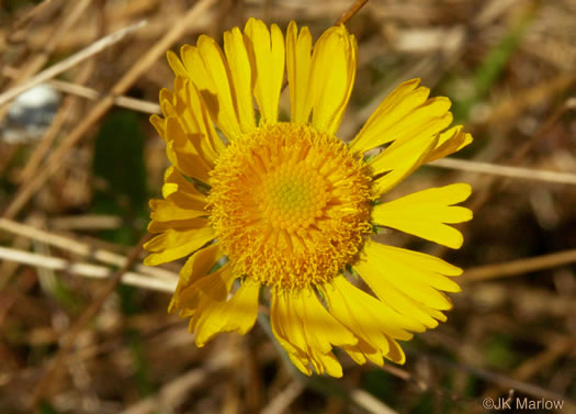 Savanna Sneezeweed