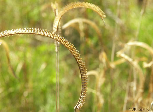 image of Ctenium aromaticum, Toothache Grass, Orangegrass, Wild Ginger