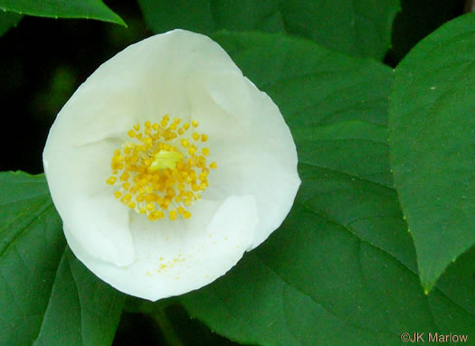 image of Philadelphus inodorus, Appalachian Mock-orange, Scentless Mock-orange