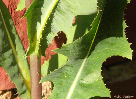 image of Lactuca serriola, Prickly Lettuce