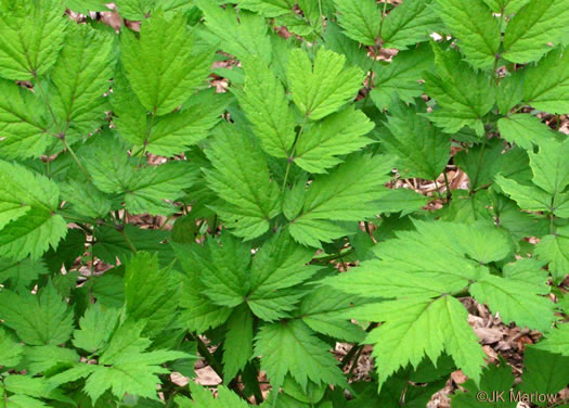 Actaea podocarpa, Mountain Black Cohosh, American Cohosh, Late Black Cohosh