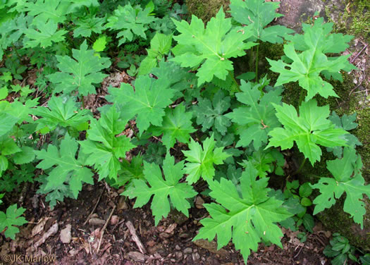 image of Hydrophyllum canadense, Mapleleaf Waterleaf, Broadleaf Waterleaf, Canada Waterleaf, Bluntleaf Waterleaf