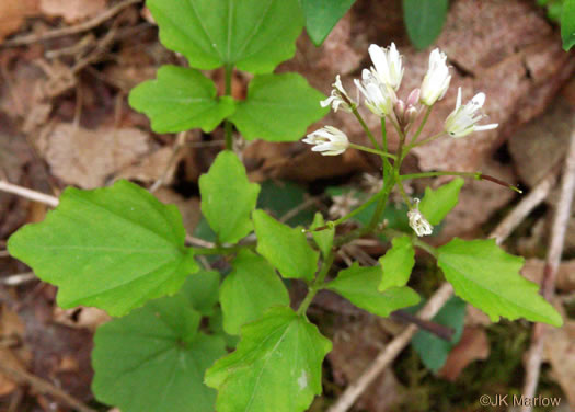 image of Cardamine clematitis, Mountain Bittercress, Clematis-leaved Bittercress