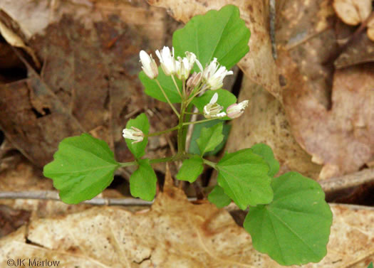 image of Cardamine clematitis, Mountain Bittercress, Clematis-leaved Bittercress