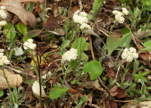 image of Antennaria parlinii ssp. fallax, Big-head Pussytoes