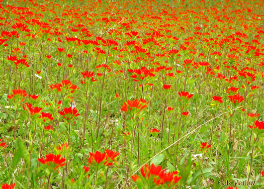 Eastern Indian Paintbrush