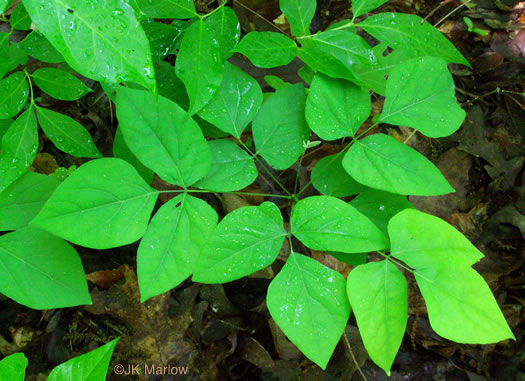 image of Hylodesmum nudiflorum, Naked Tick-trefoil, Naked-flowered Tick Trefoil, Woodland Tick-trefoil