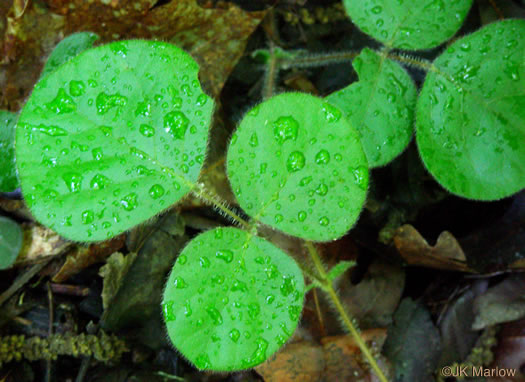 image of Desmodium rotundifolium, Roundleaf Tick-trefoil, Dollarleaf, Prostrate Tick-trefoil, Sessileleaf Tick-trefoil