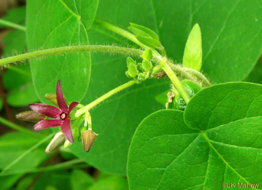 image of Matelea decipiens, Deceptive Spinypod