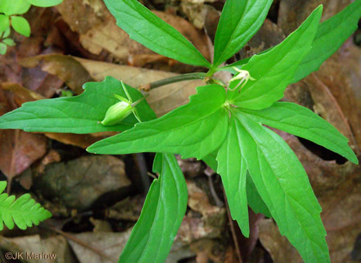 image of Viola tripartita, Threepart Violet, Three-parted Yellow Violet