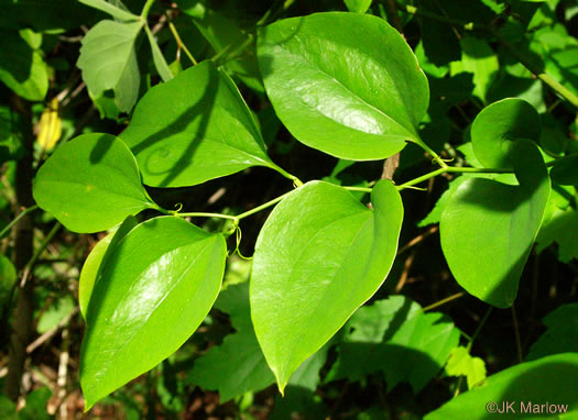 image of Smilax rotundifolia, Common Greenbrier, Common Catbrier, Bullbrier, Horsebrier