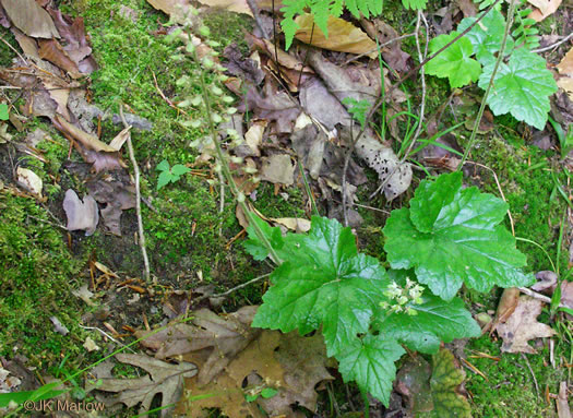 Piedmont Foamflower