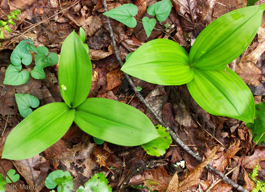 image of Clintonia umbellulata, Speckled Wood-lily, White Clintonia