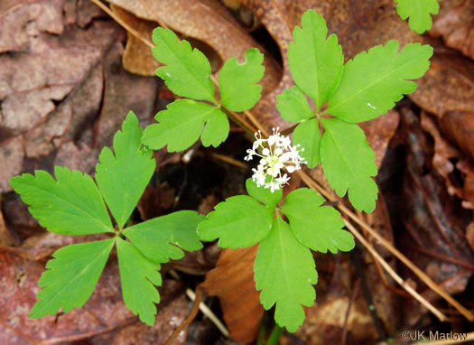 image of Nanopanax trifolius, Dwarf Ginseng