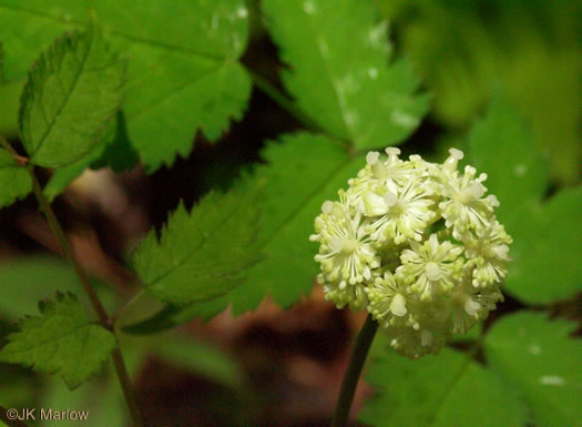 image of Actaea pachypoda, Doll's-eyes, White Baneberry, White Cohosh