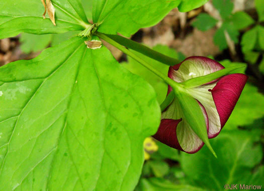 image of Trillium vaseyi, Vasey's Trillium, Sweet Trillium, Sweet Beth