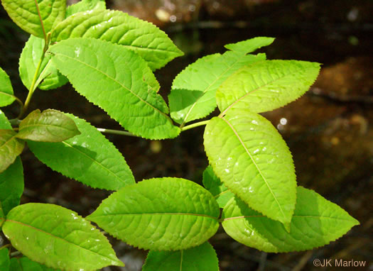 image of Viburnum cassinoides, Northern Wild Raisin, Witherod, Shonny Haw, Shawnee Haw