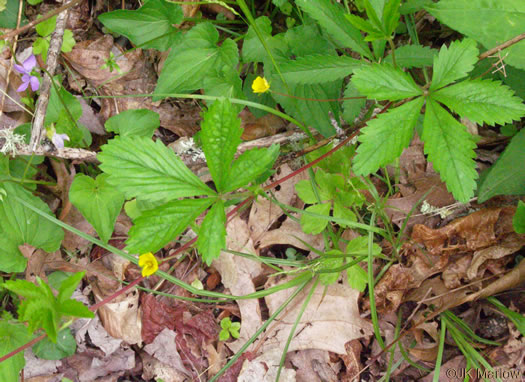 image of Potentilla simplex, Old Field Cinquefoil, Old-field Five-fingers, Common Cinquefoil