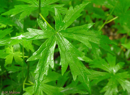 image of Aconitum uncinatum, Appalachian Blue Monkshood, Eastern Blue Monkshood