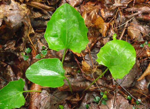 image of Arnoglossum atriplicifolium, Pale Indian-plantain