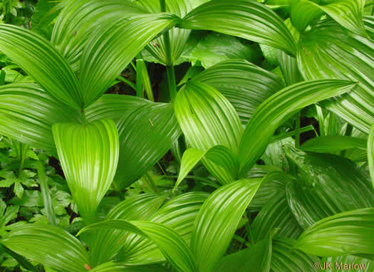 image of Veratrum viride, White-hellebore, Indian Poke, Green Hellebore, Cornhusk Lily