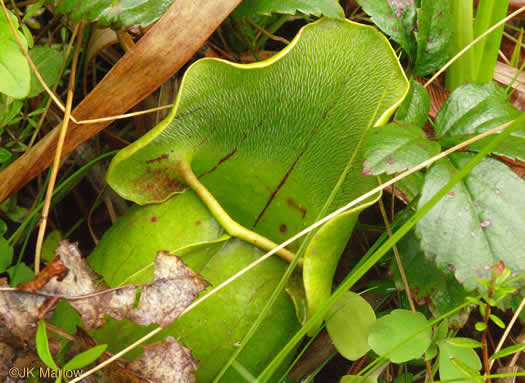 image of Sarracenia purpurea var. montana, Southern Appalachian Purple Pitcherplant