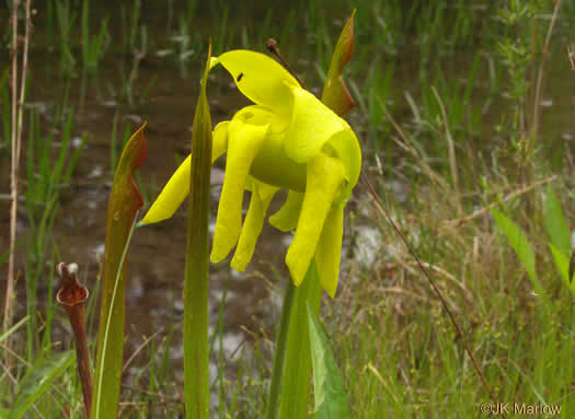 Yellow Pitcherplant