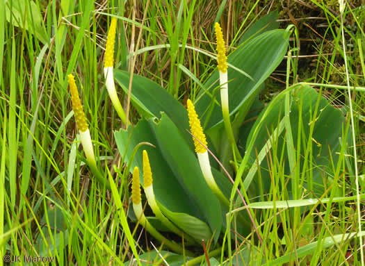 image of Orontium aquaticum, Golden Club, Never-wet, Bog Torches