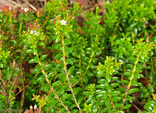 Sand-myrtle